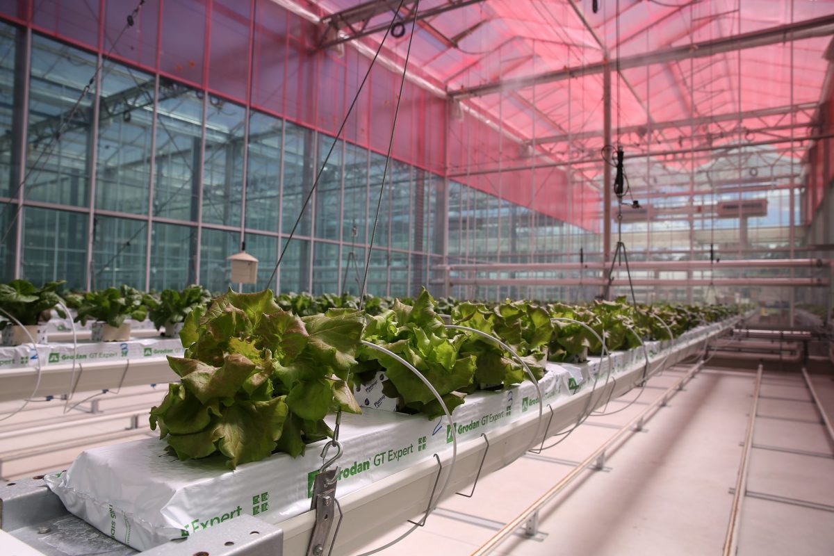 Enhancing greenhouse efficiency using smart glass films