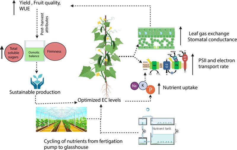 Optimised fertigation improves yield and quality of cucumbers for resource efficiency and economic return in high-tech greenhouses