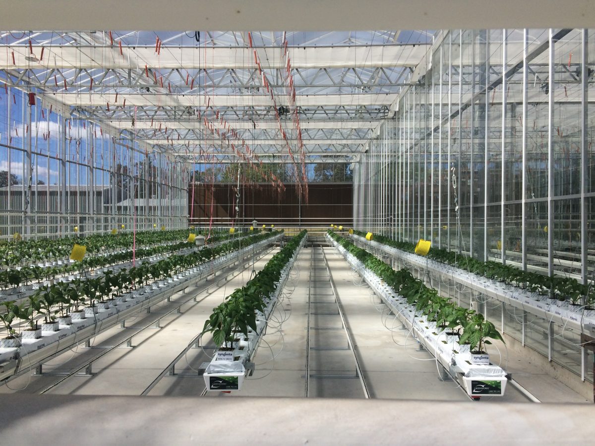 Smart cropping advice: CRC publishes new report for indoor growers
