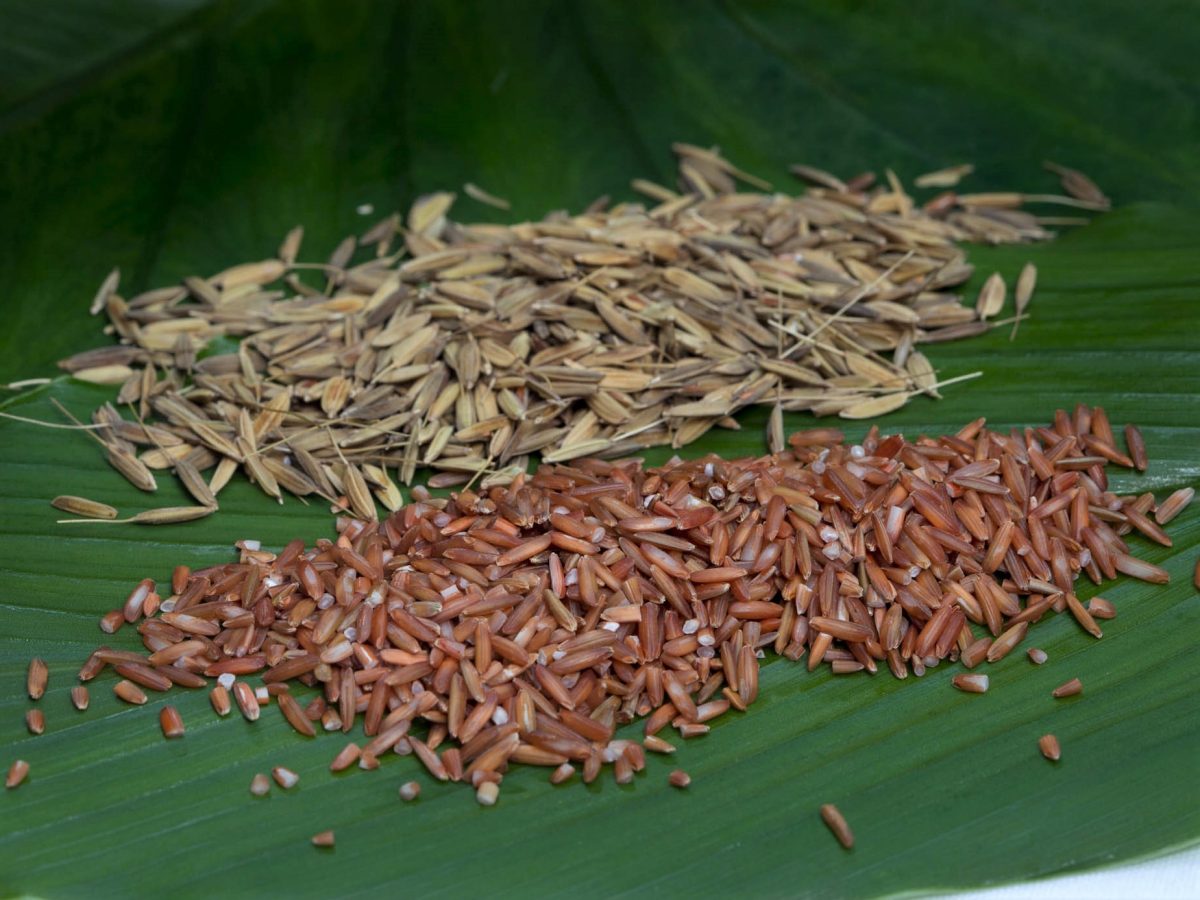 Commercialisation of native rice for Indigenous enterprise development