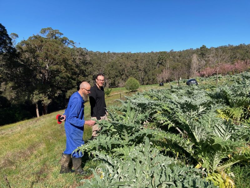 Chemical fingerprinting, sensory evaluation underway for WA globe artichokes
