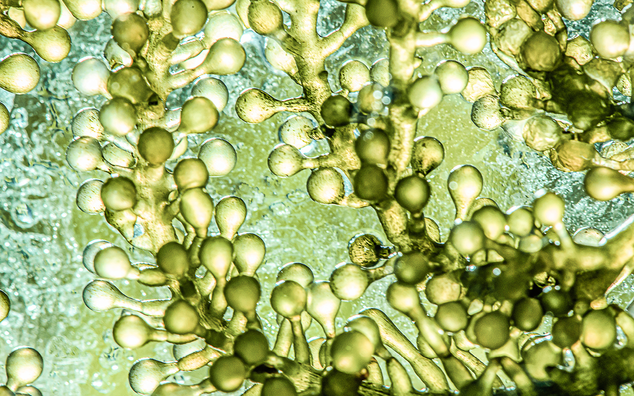 Advancing diatom-based microalgae biorefineries