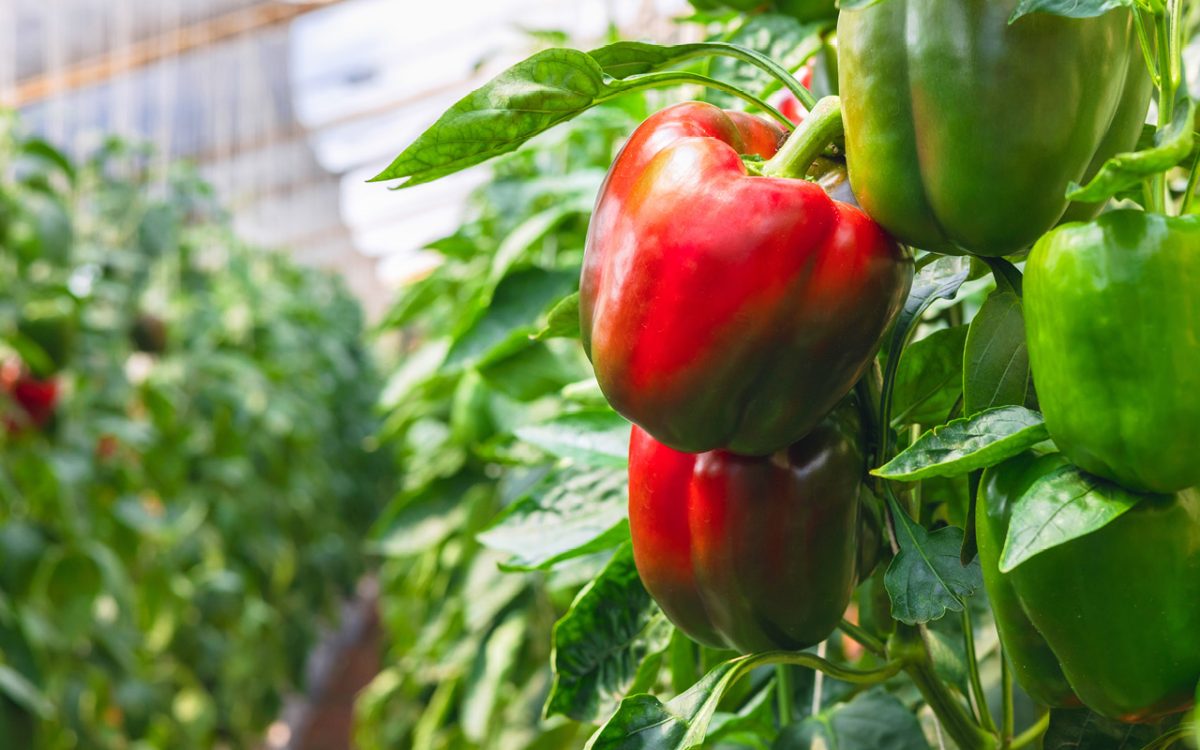 Transforming capsicum and chilli waste into high-value health products