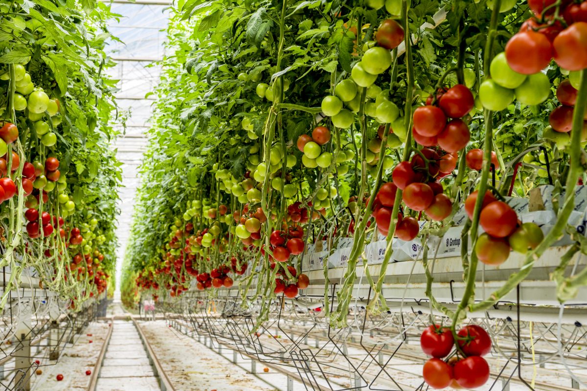 Valuable early results from tomato rhizobiome trials