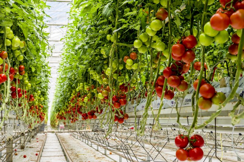 Valuable early results from tomato rhizobiome trials