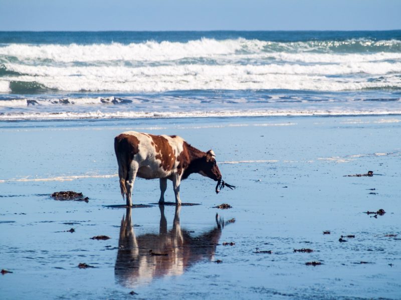 Harnessing encapsulation expertise to slash methane emissions in free-ranging ruminants