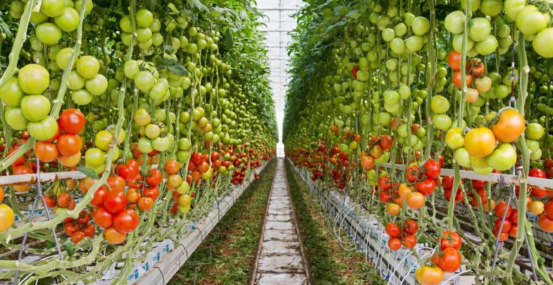 Revolutionising indoor pollination with a smart robotic platform