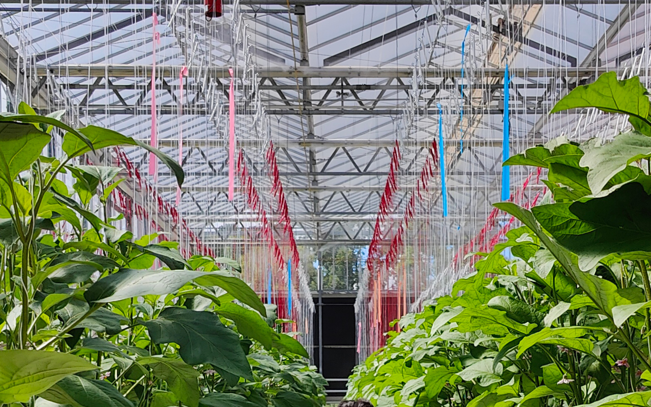 Investigating Light-Altering Films for enhanced photoprotection and crop yield