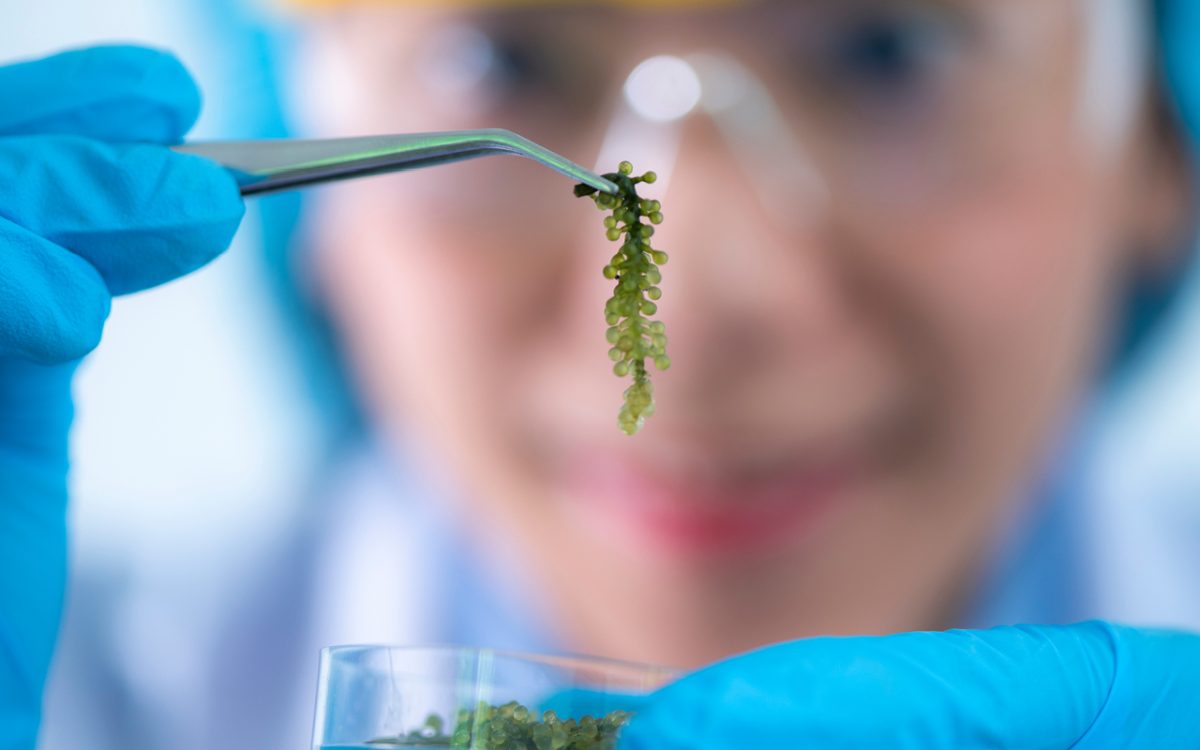 Enhancing sustainable food production: Salinity adaptation in halotolerant diatom for agrifood