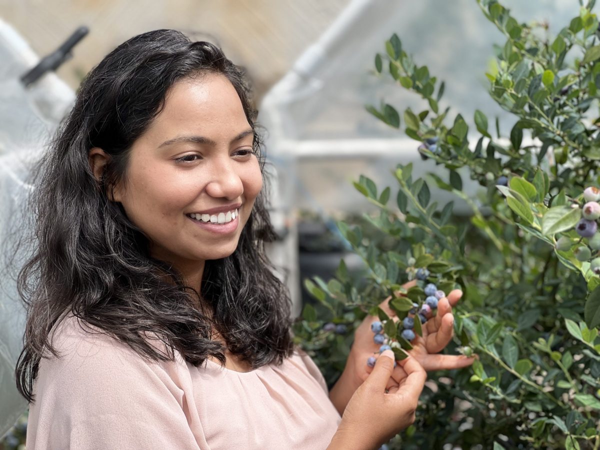 Optimising blueberry fruit nutritional quality