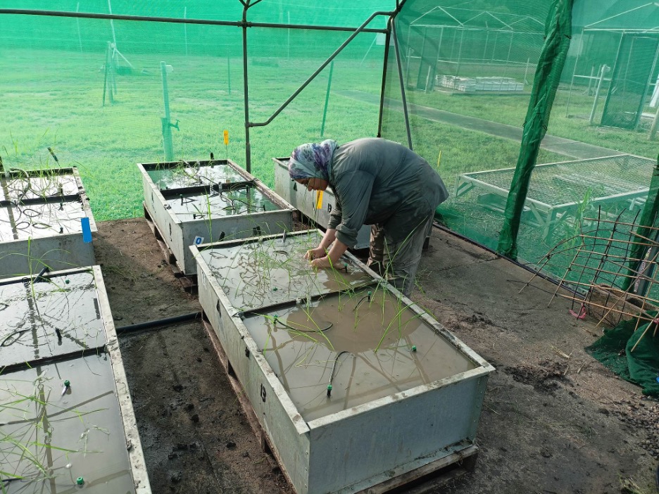 PhD progress report: Gehan Abdelghany, ‘Commercialising native rice’ project