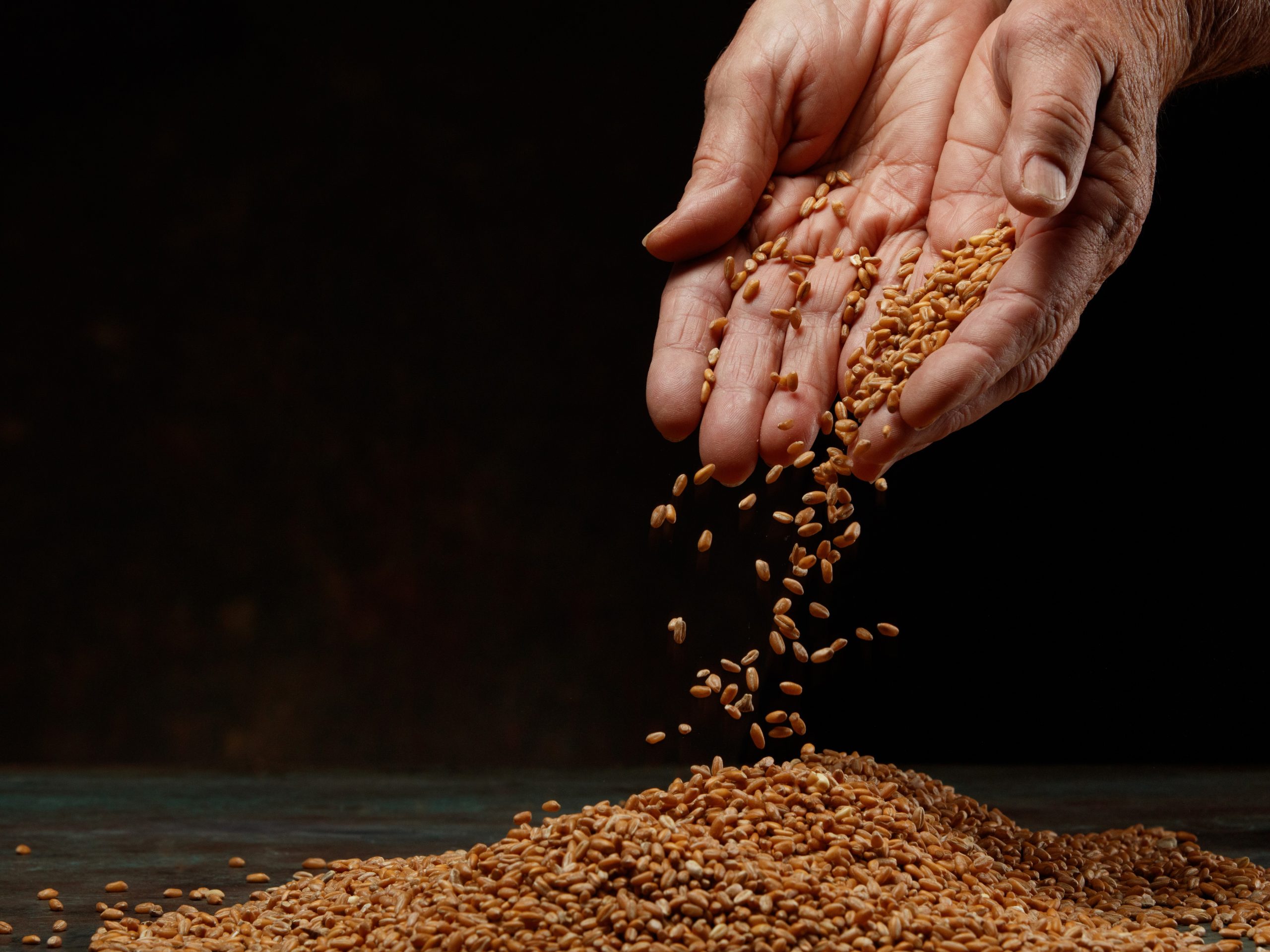 Understanding the ‘art’ of grain drying