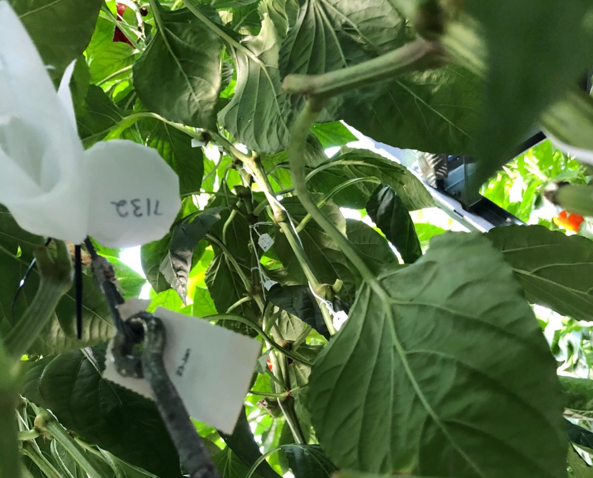 Smart crop monitoring