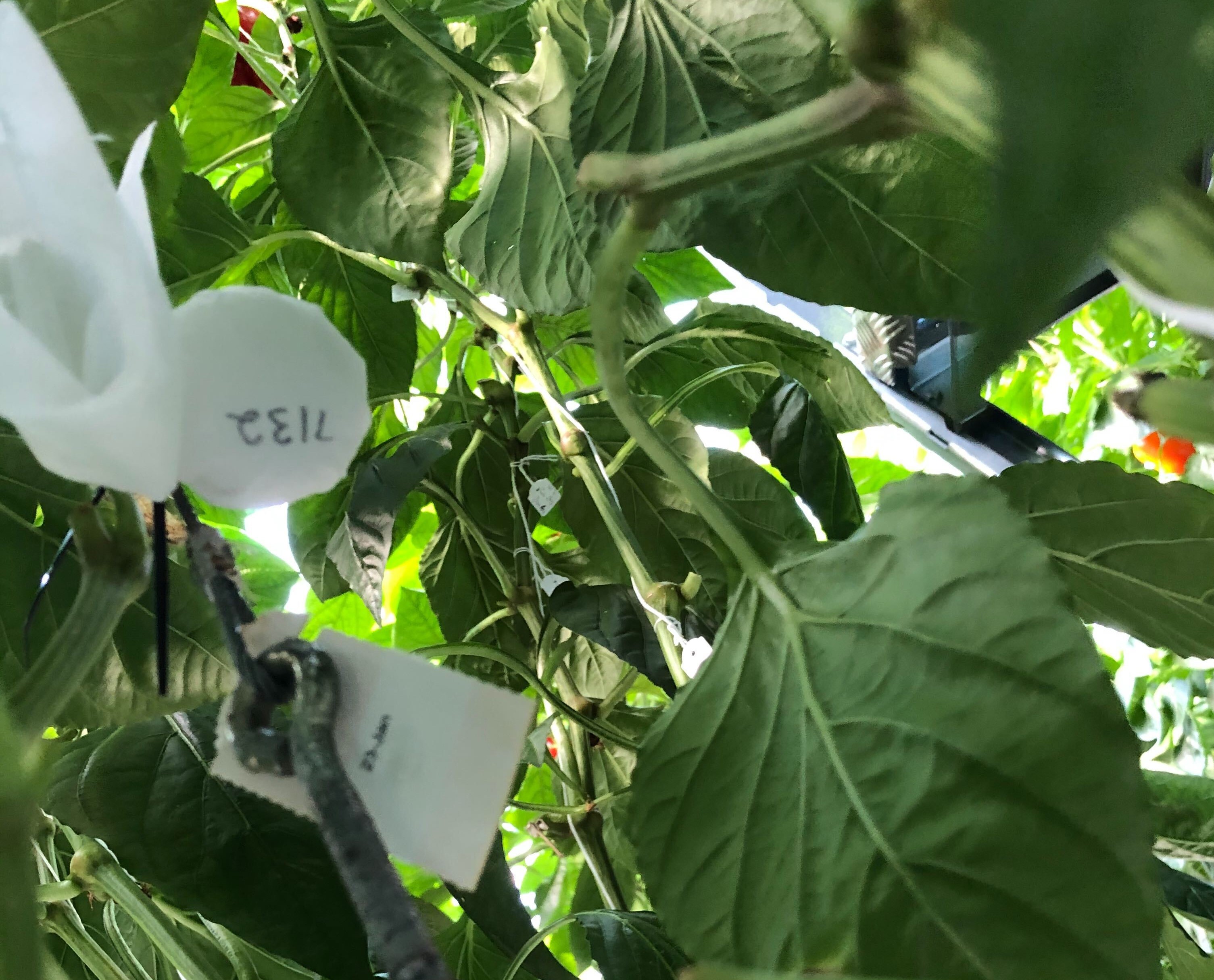 Smart crop monitoring