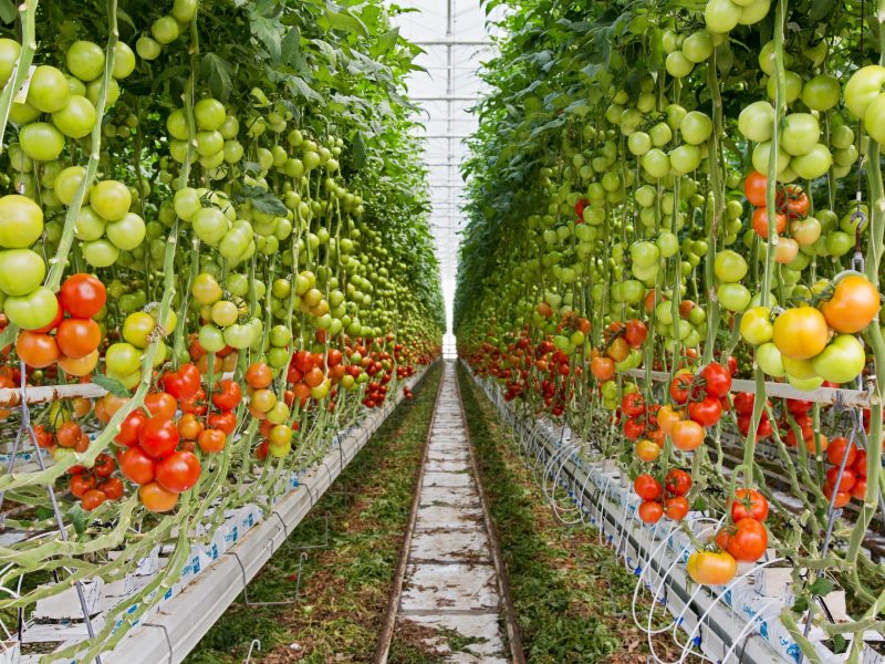 Robotic task automation project to prototype potential pollination solutions