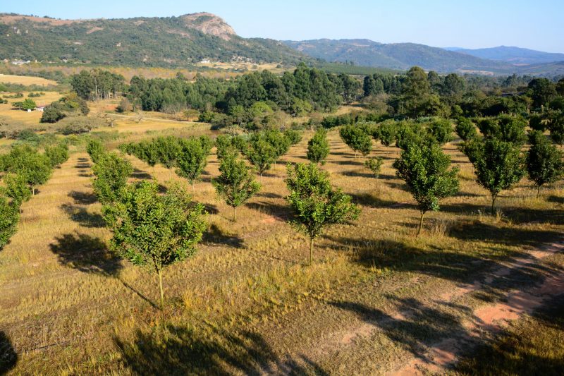 Australian university’s crop-mapping technologies sought in South Africa