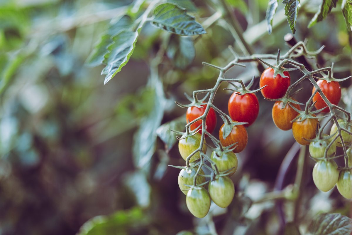 CRC report: Scoping the protected cropping sector