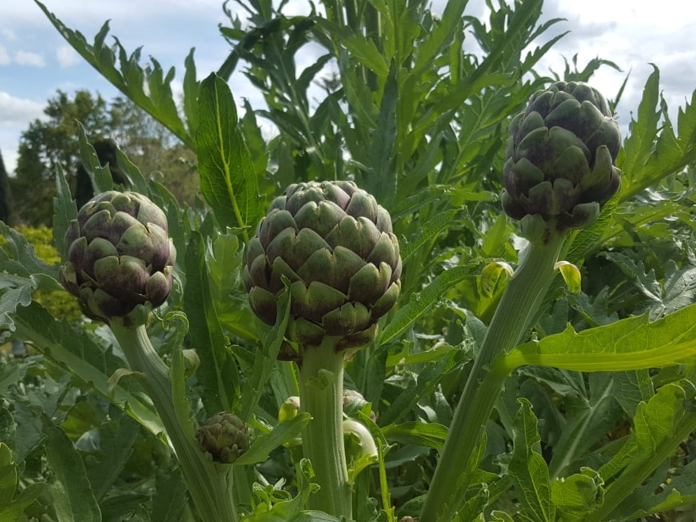 Validating the nutritional properties of globe artichokes