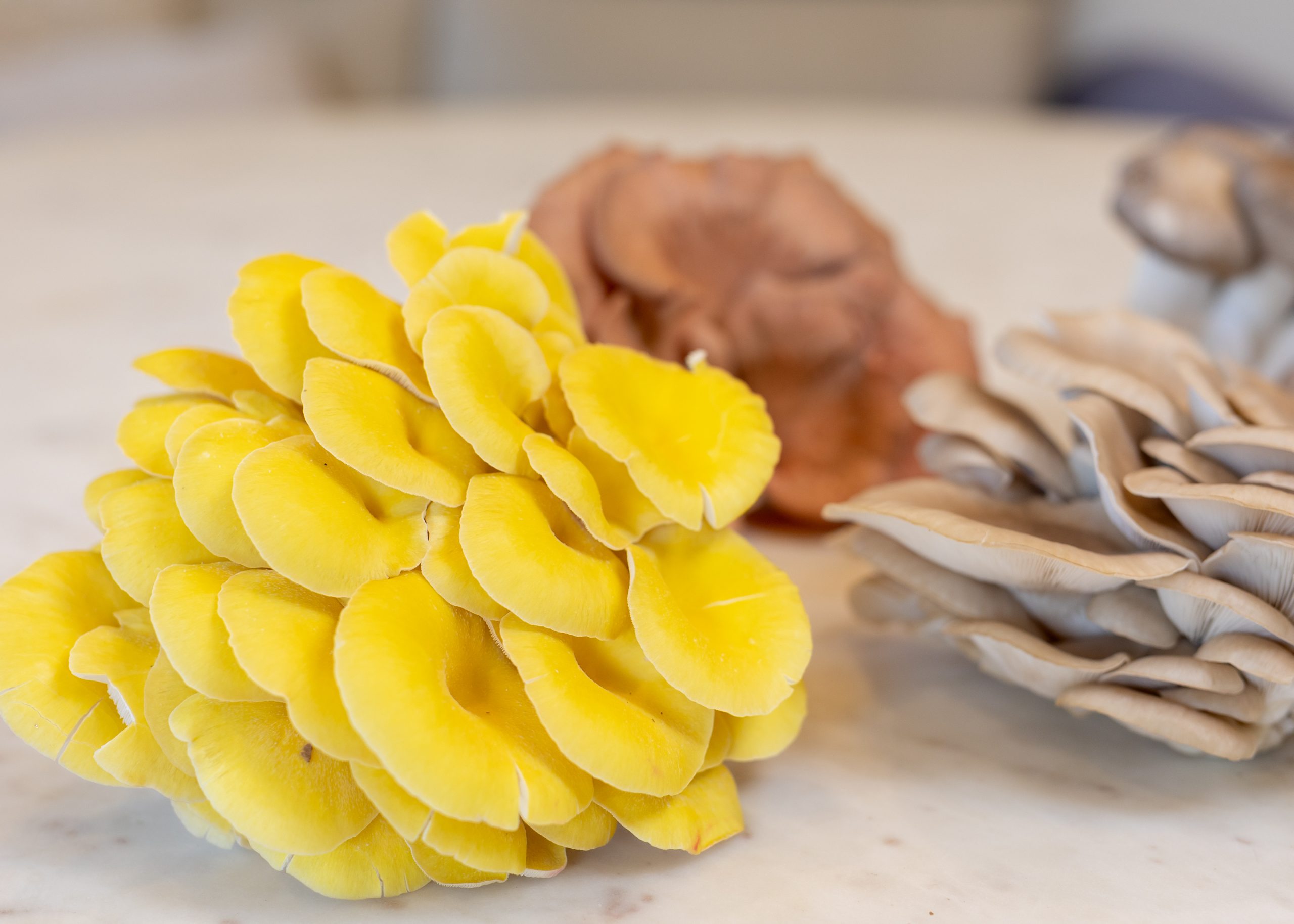 Mission MushVroom: Australian-led experiment to grow first mushrooms in space