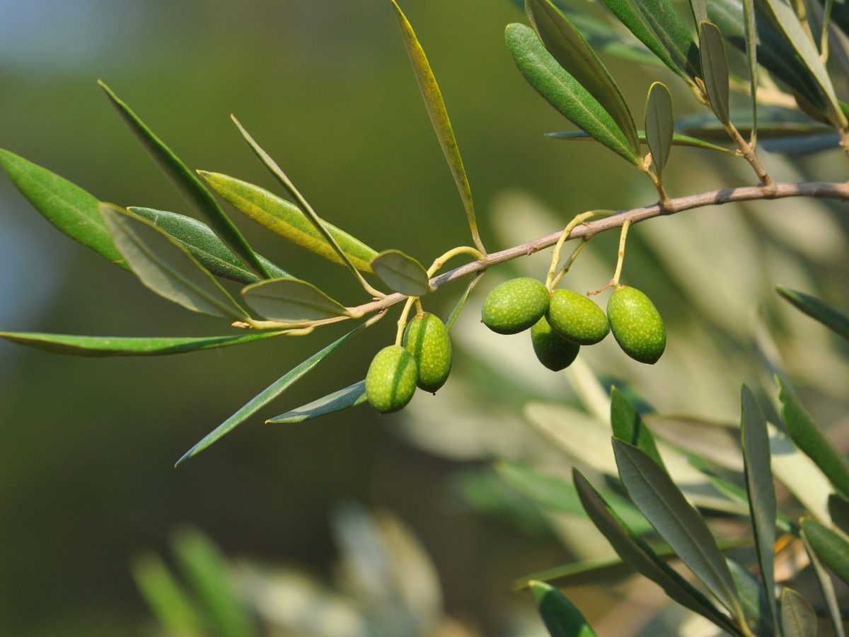 Unlocking the chemical secrets of WA’s healthiest food