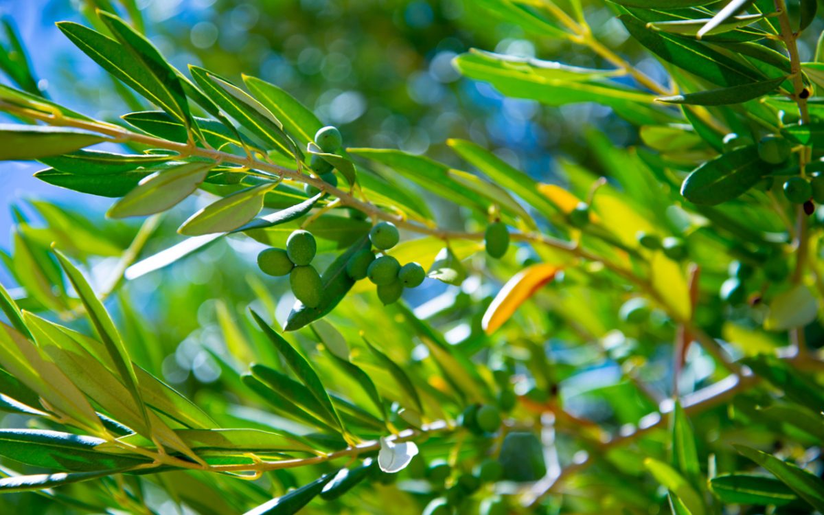 Optimising water use for sustainable olive production in Australia