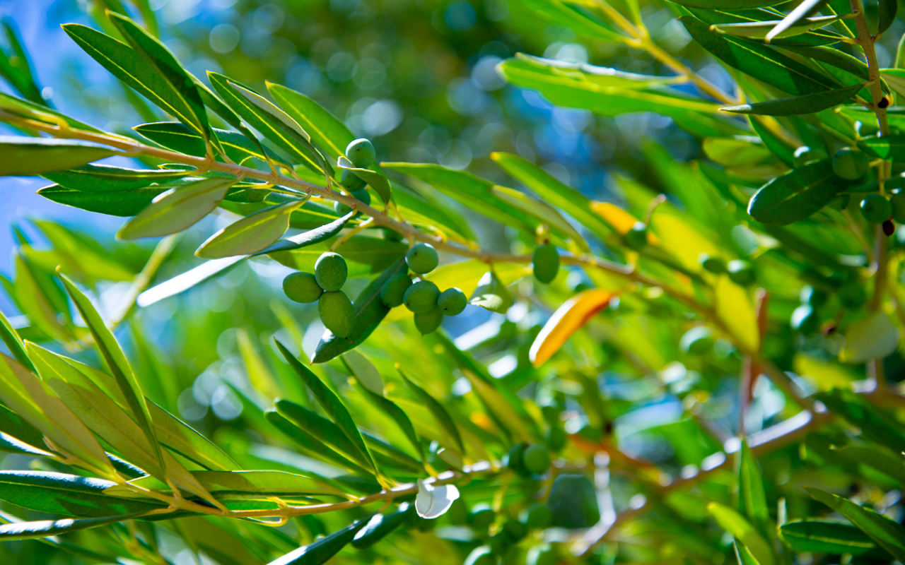 Optimising water use for sustainable olive production in Australia