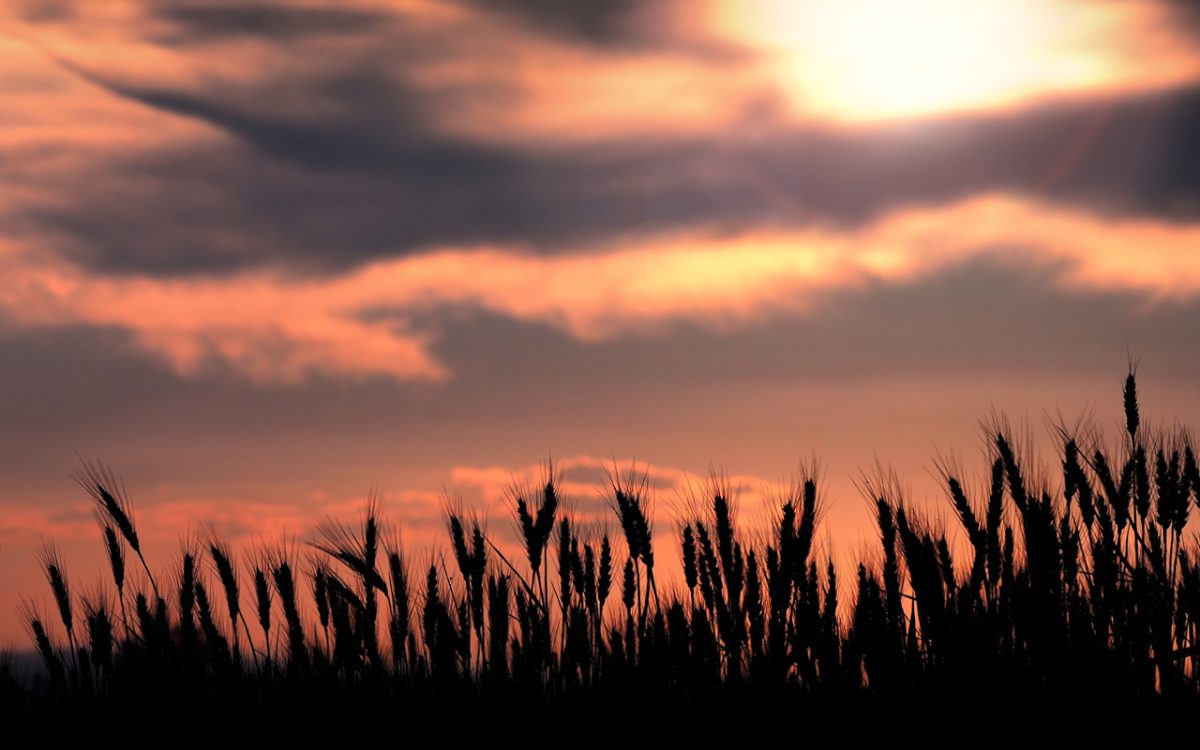 Understanding and overcoming yield loss from nocturnal warming