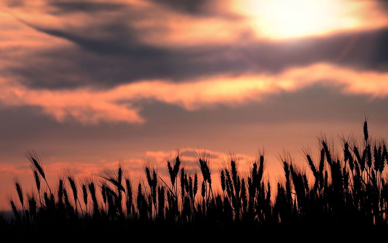 Understanding and overcoming yield loss from nocturnal warming