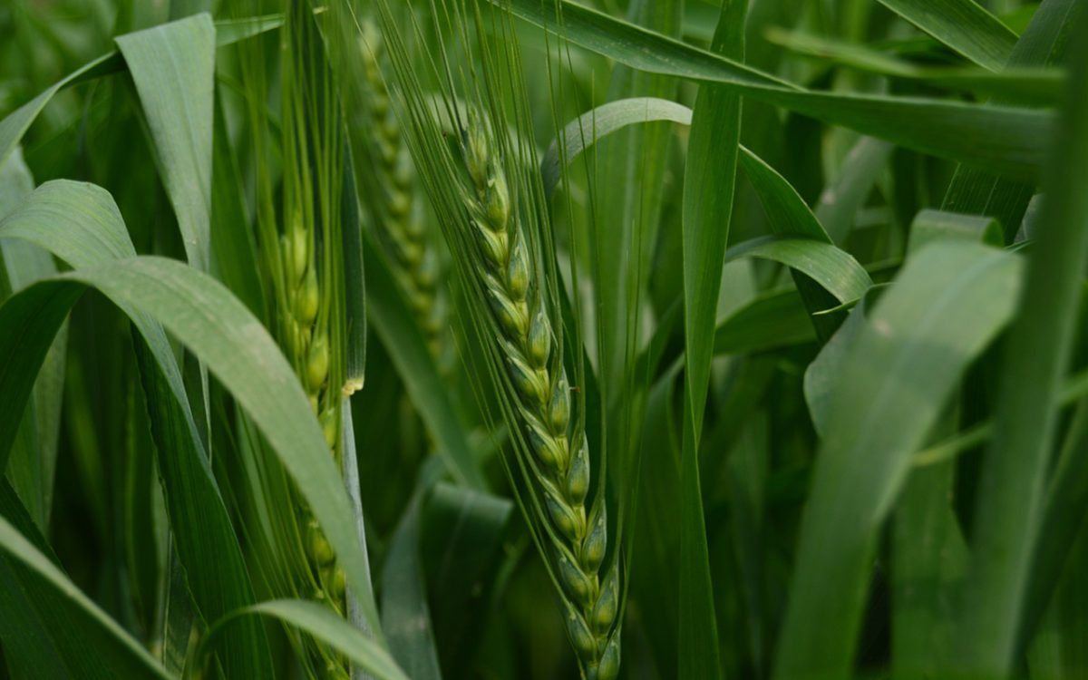 Linking leaf traits and carbohydrate metabolism to heat tolerance in wheat
