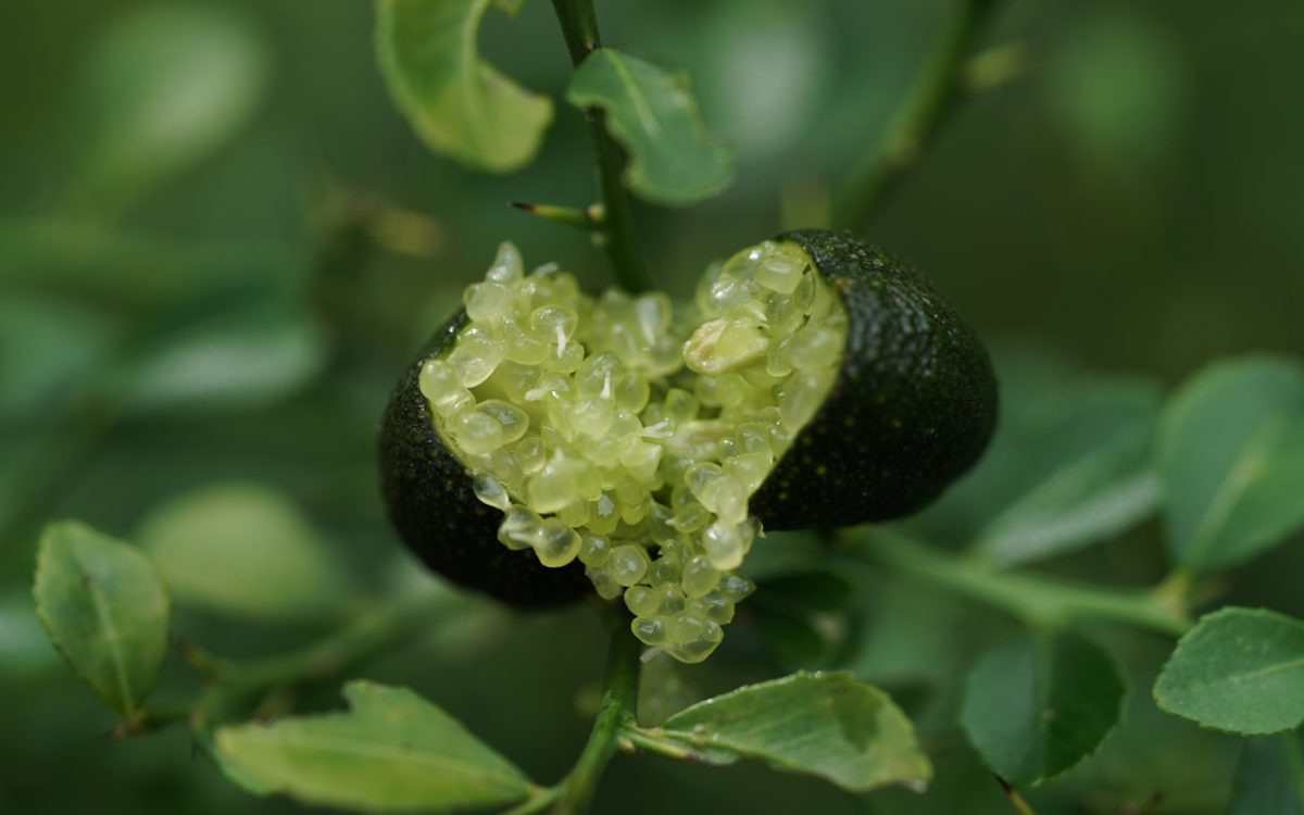 Optimising post-harvest strategies for sustainable management of finger lime