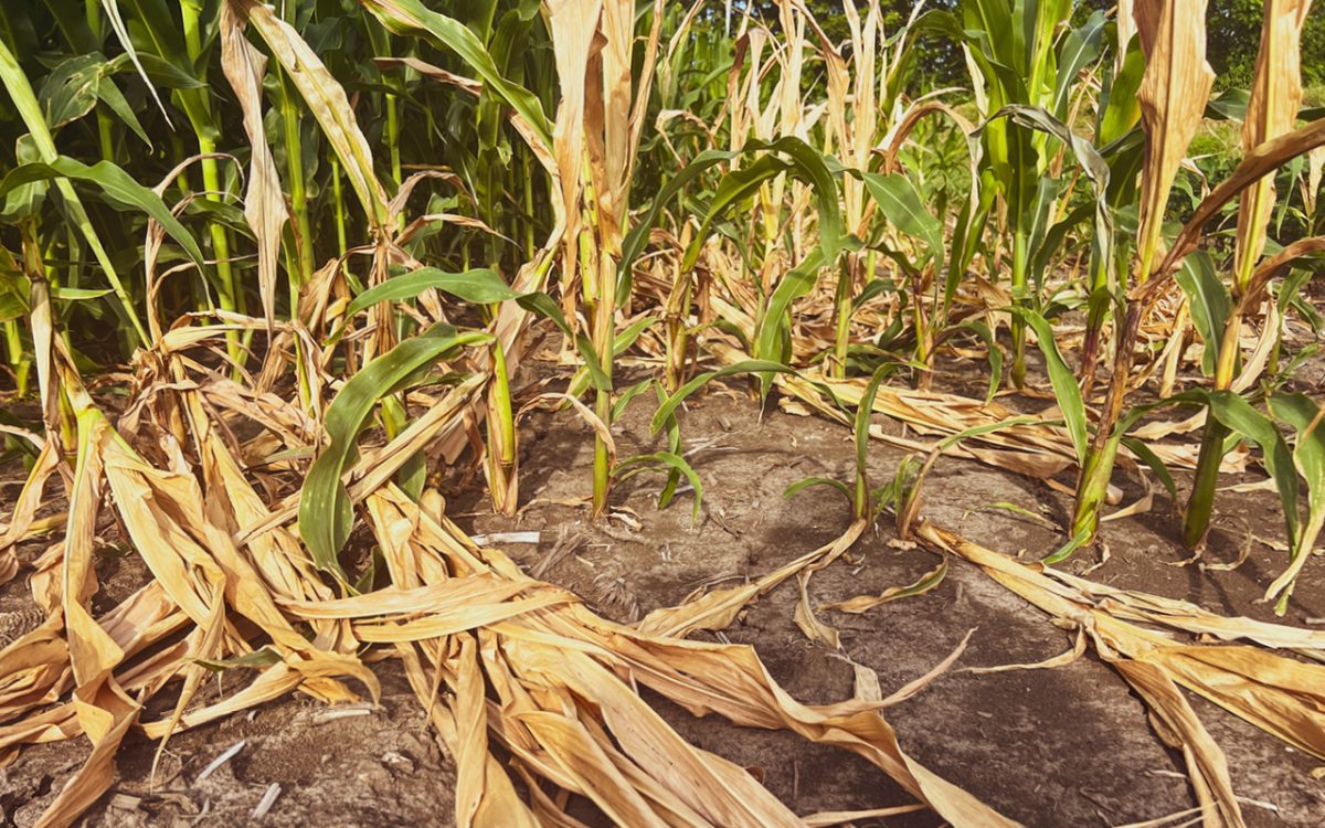 Predicting photosystem II heat tolerance in crops