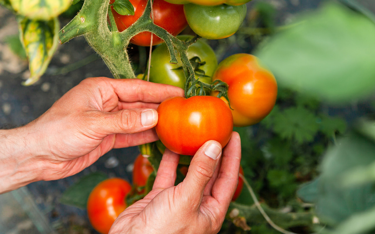 Tomato wilt management