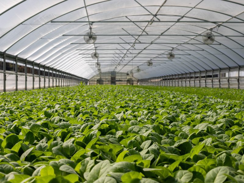 First national map of Australia’s protected cropping structures launched