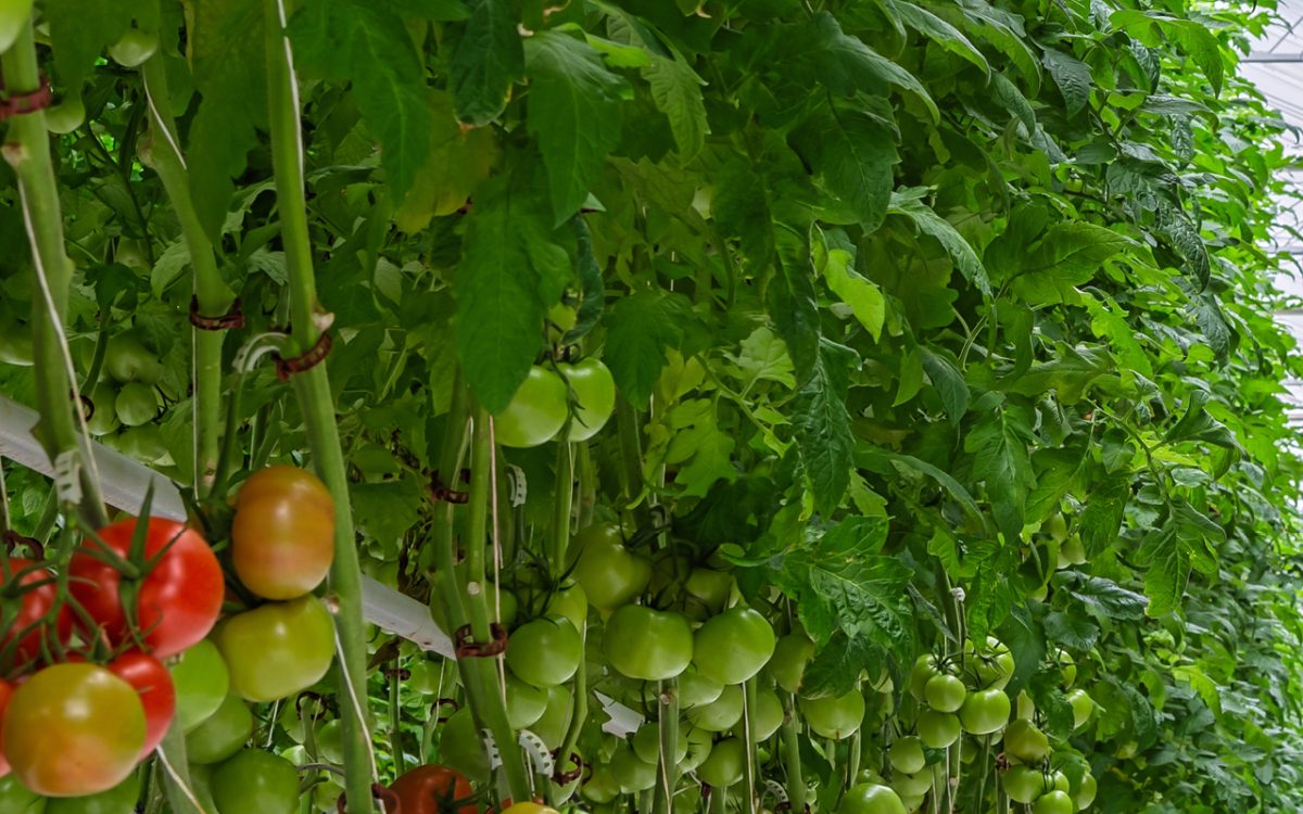 Exploring resistance to insect herbivory in plants