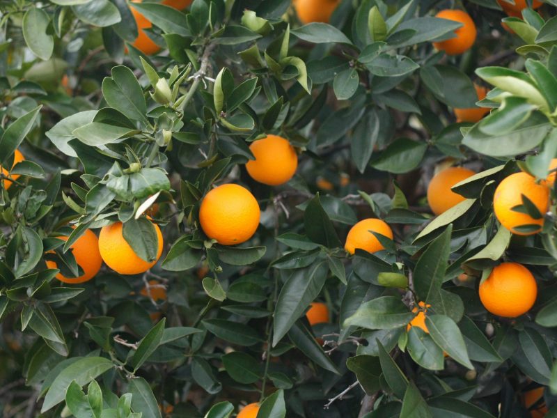 Hort Innovation launches $28m program to boost tree-crop productivity