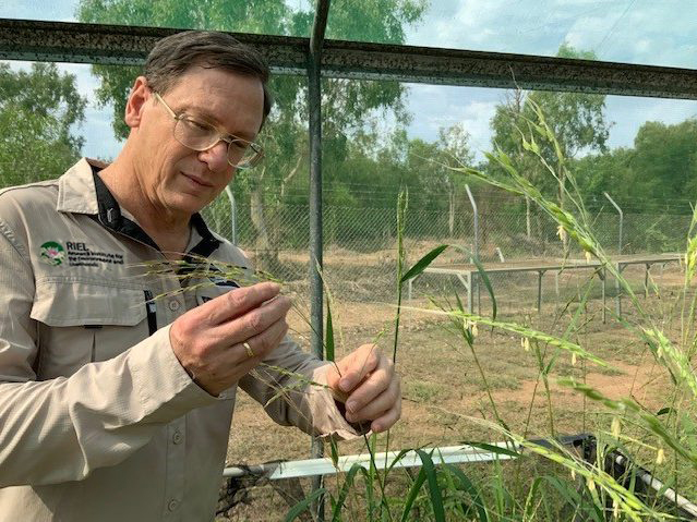 Meet Sean Bellairs: native grains and site regeneration expert