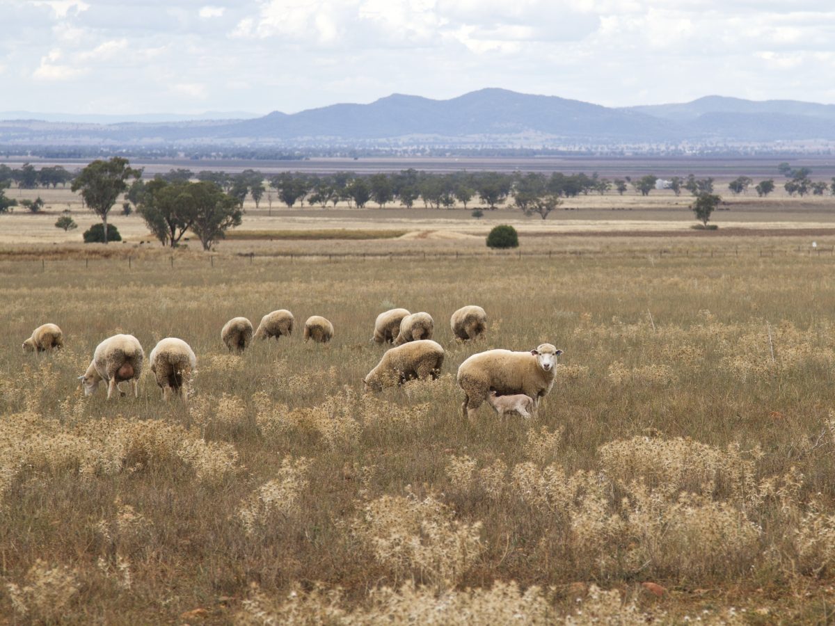 Fine-tuning a data-backed tool for agribusiness planning