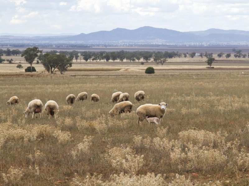 Fine-tuning a data-backed tool for agribusiness planning