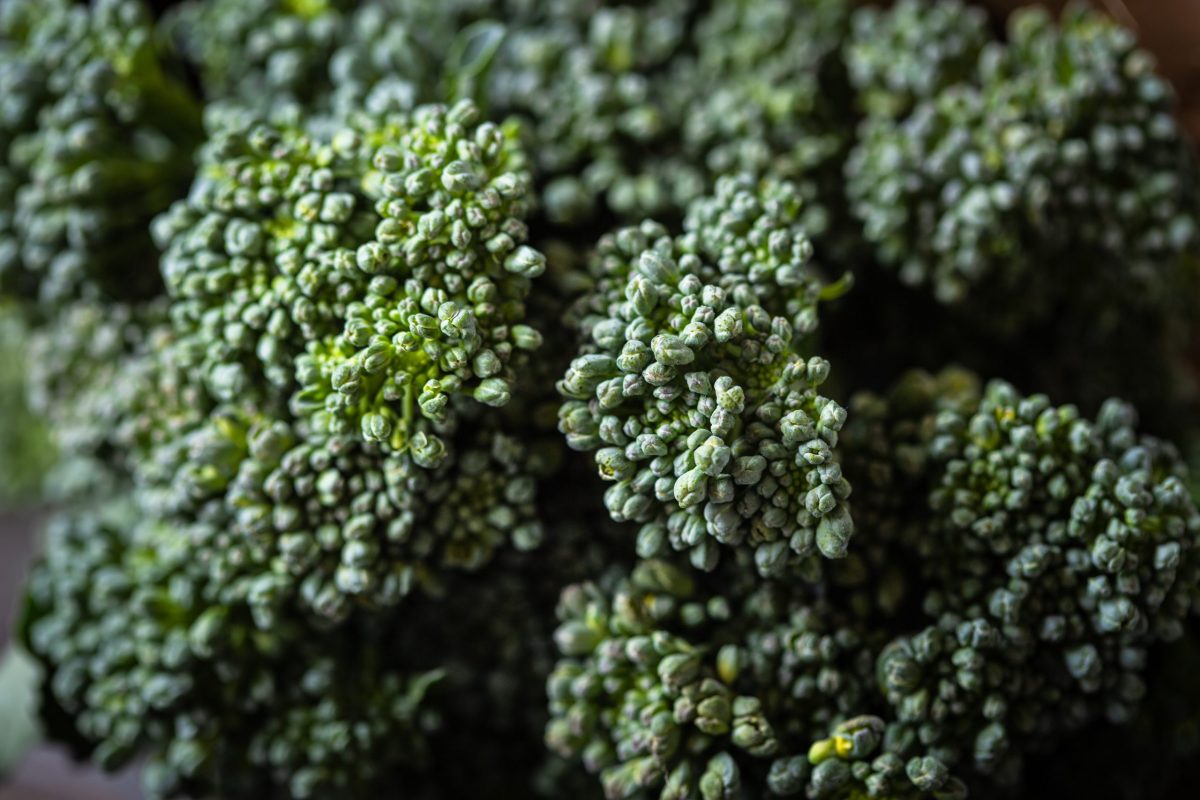 Improving quality and yield in broccolini