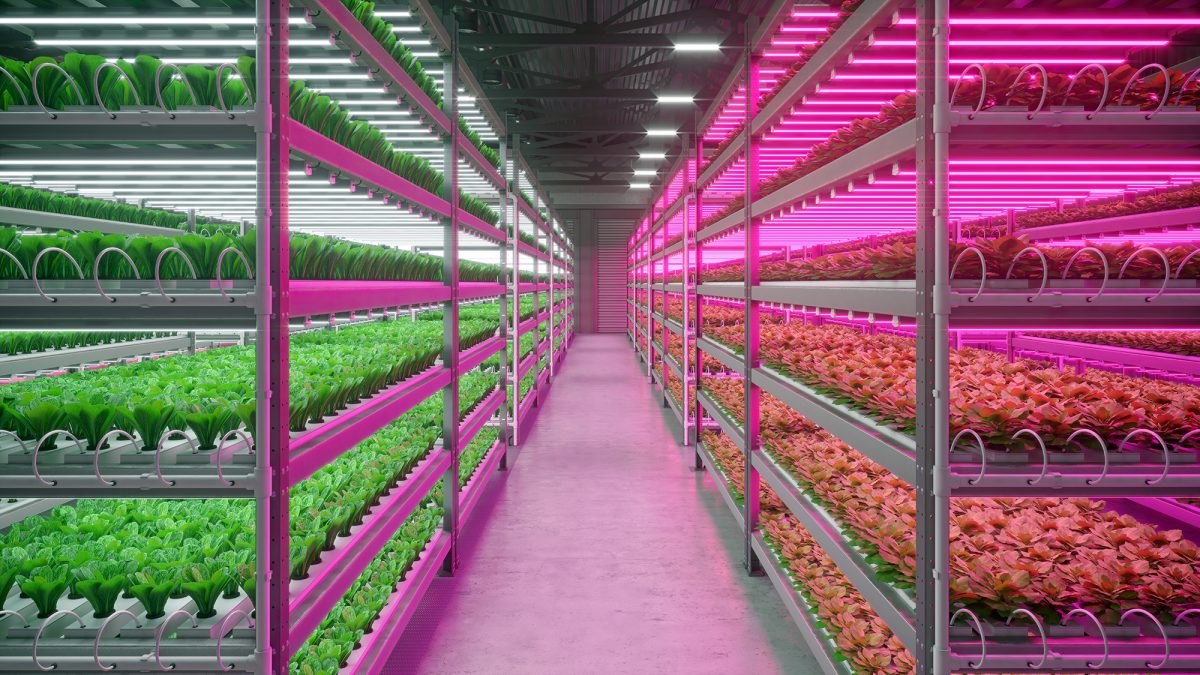 Optimum cooling strategies for greenhouse vegetables