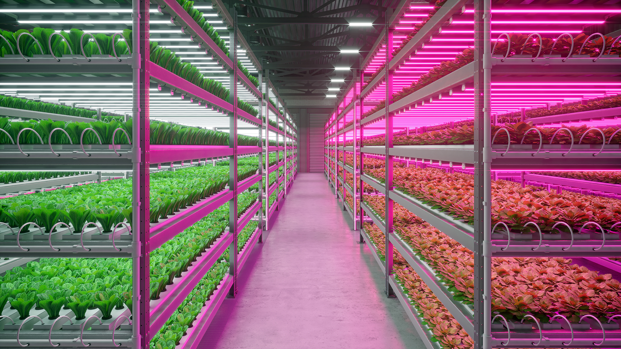 Optimum cooling strategies for greenhouse vegetables