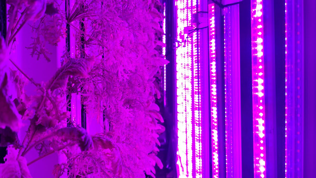 Automated crop monitoring