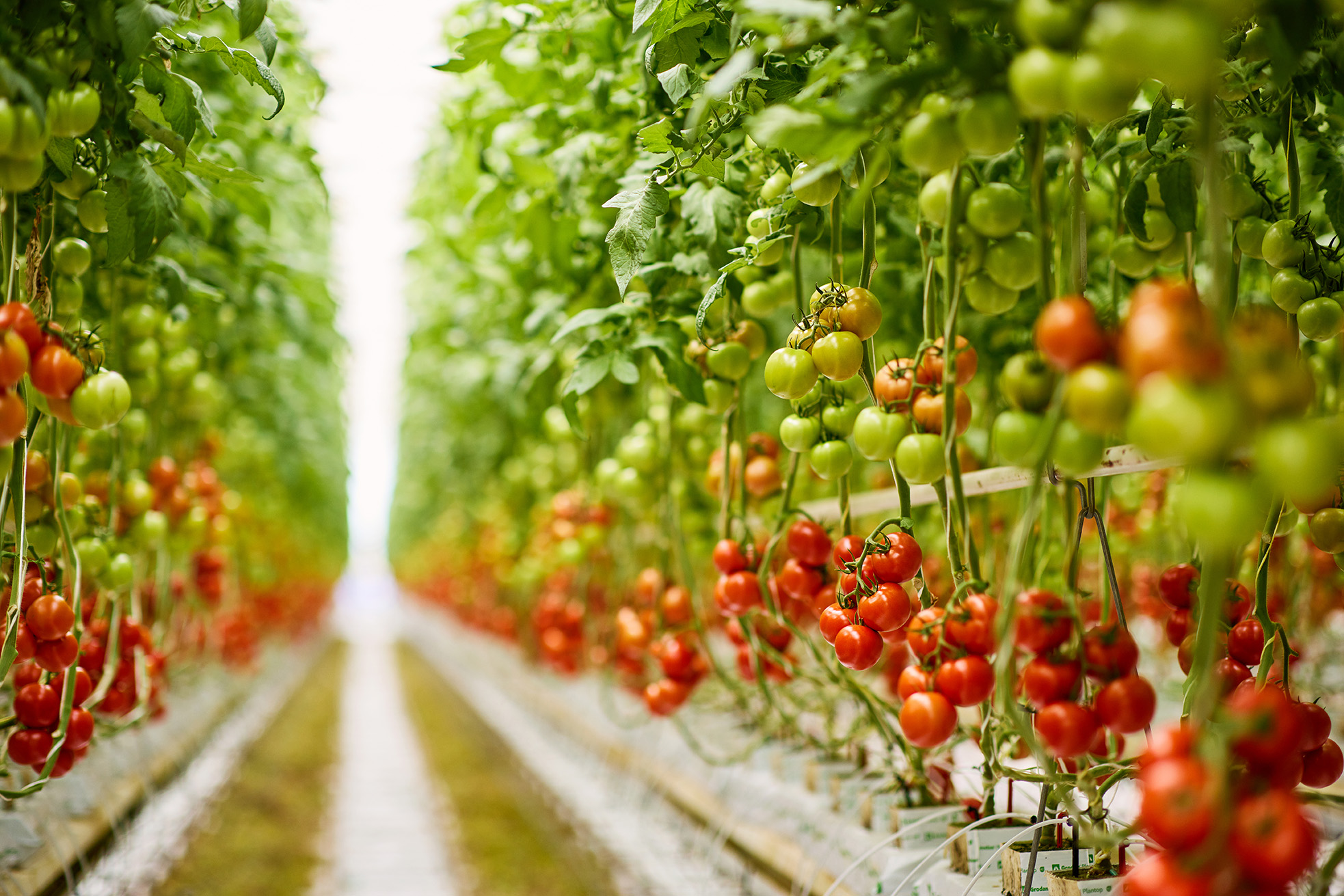 Optimising CO<sub>2</sub> in protected cropping systems