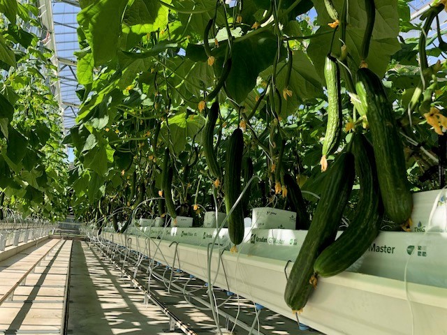 A fresh R&D agenda for crops grown under cover