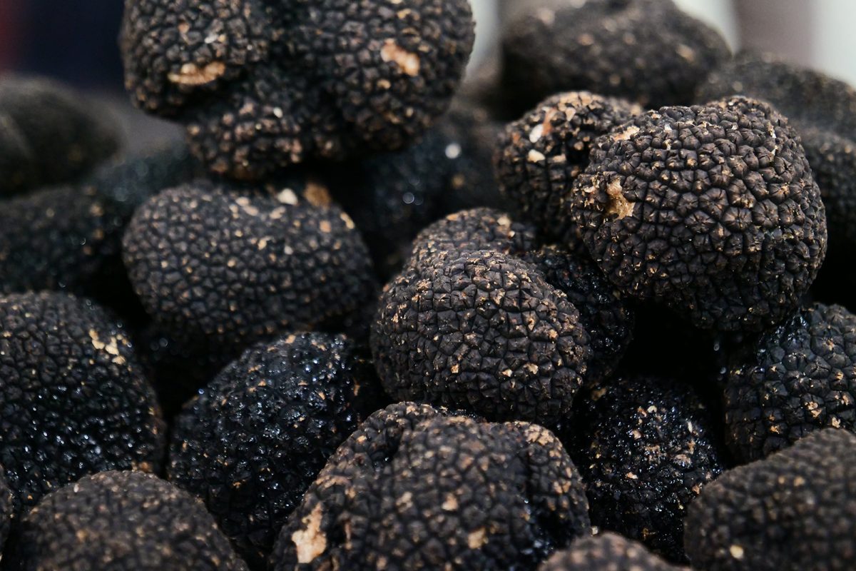 Expanding Australia’s truffle industry