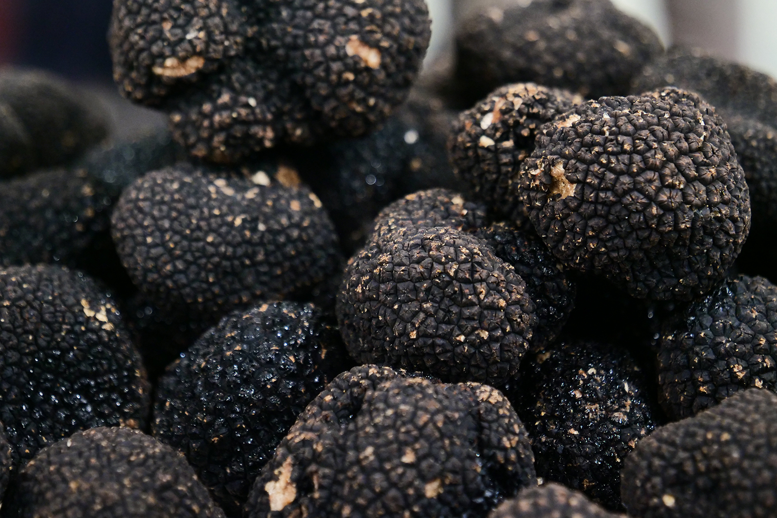 Expanding Australia’s truffle industry