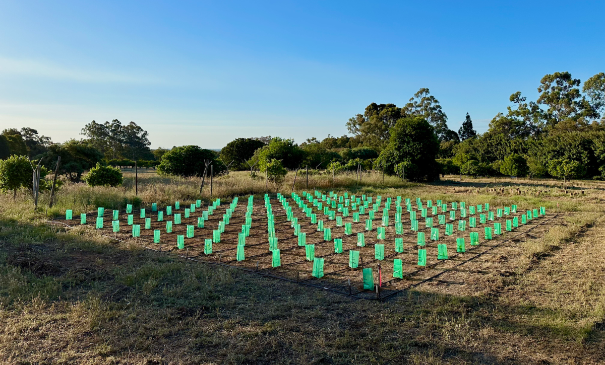 Advances in molecular genetics have increased knowledge of Tuber species’ life cycle and population genetic structure, indicating ways to improve yield