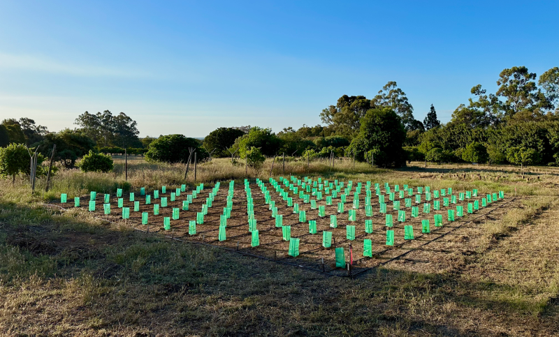 Advances in molecular genetics have increased knowledge of Tuber species’ life cycle and population genetic structure, indicating ways to improve yield