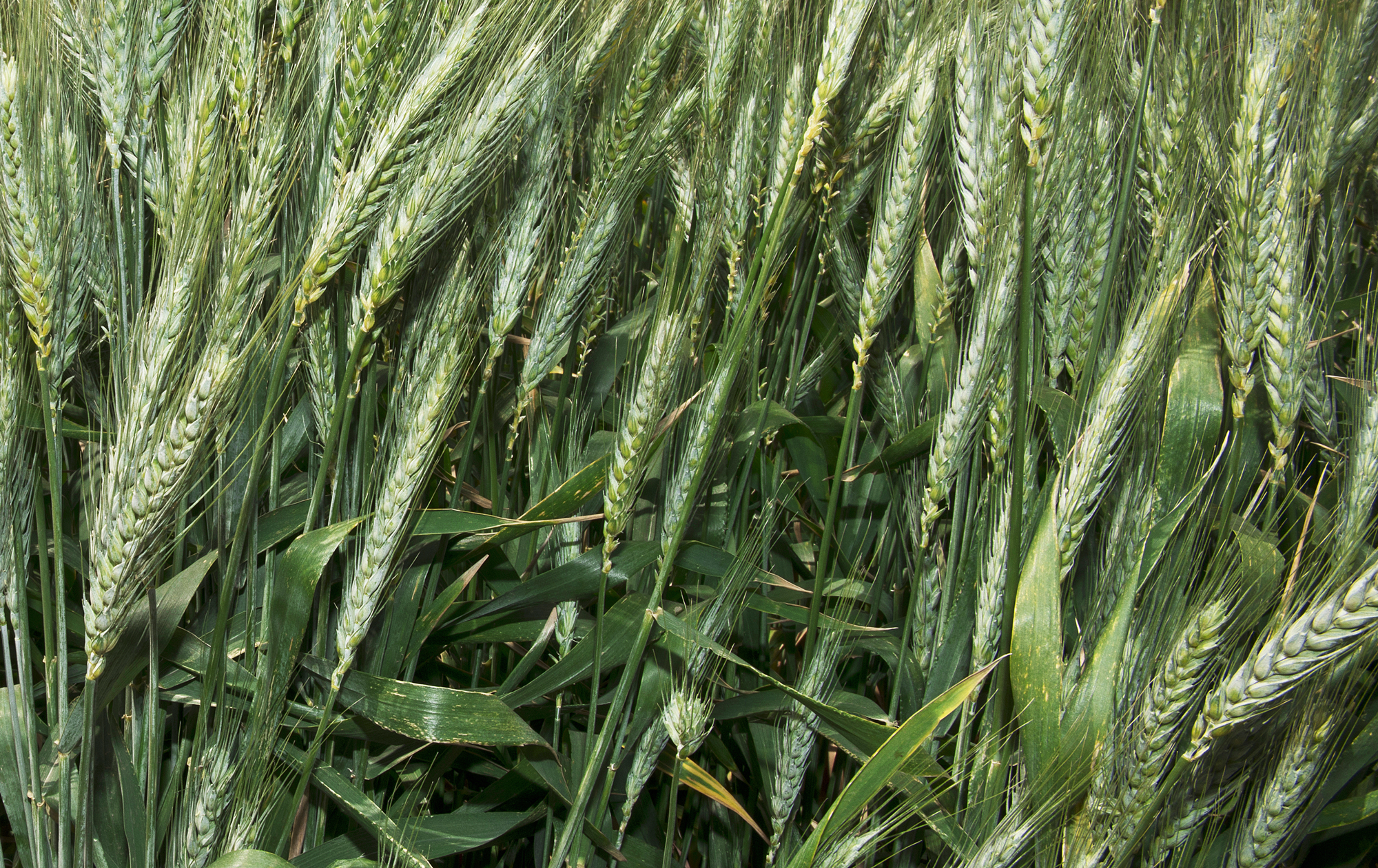 Novel crop microbiome technologies