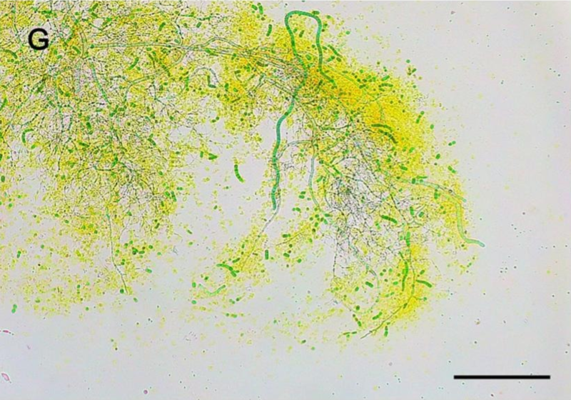 Quality and safety of fresh Spirulina (Arthrospira platensis) maintained by bubbling plasma-activated air